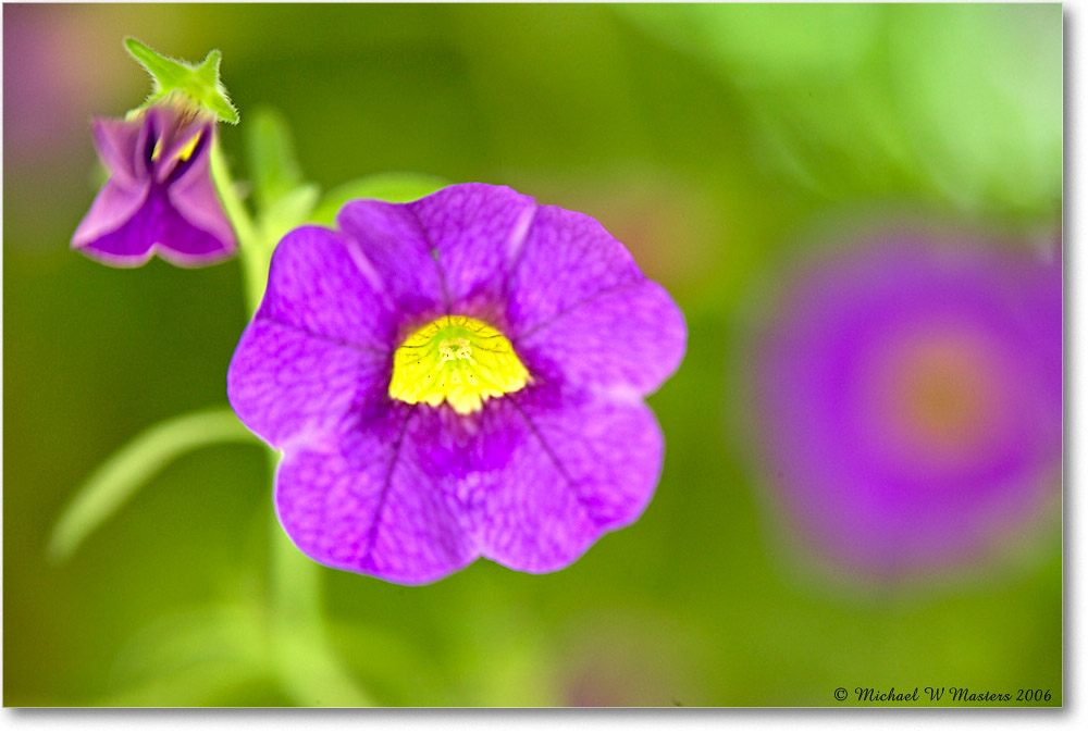 PurpleFlower_Virginia_2006Jun_1FFT8349 copy