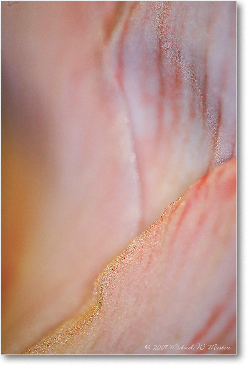 Amarylis-Pink-Layers