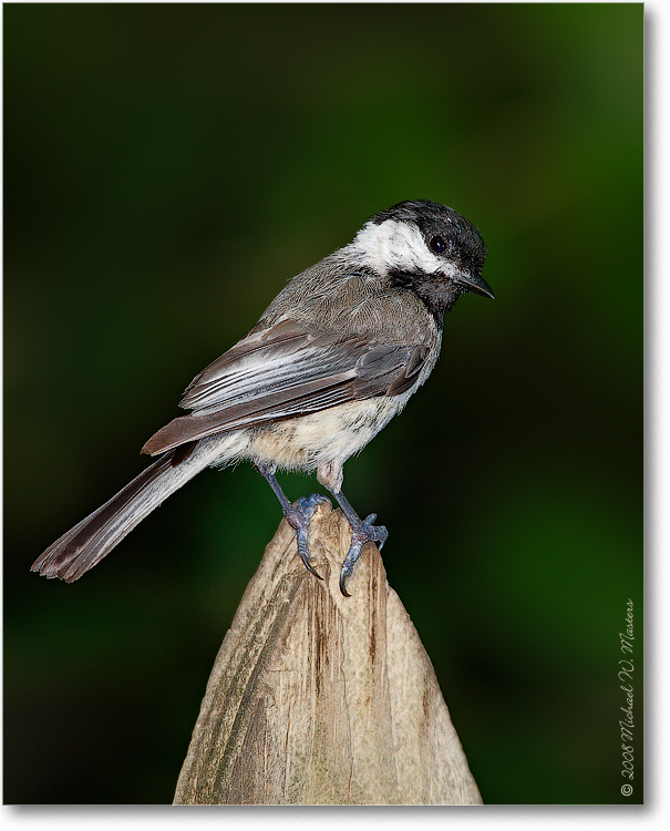 Black-CappedChickadee_June2008_1S3A0630