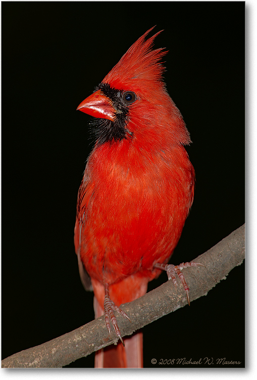 CardinalMale_May2008-1S3A0244