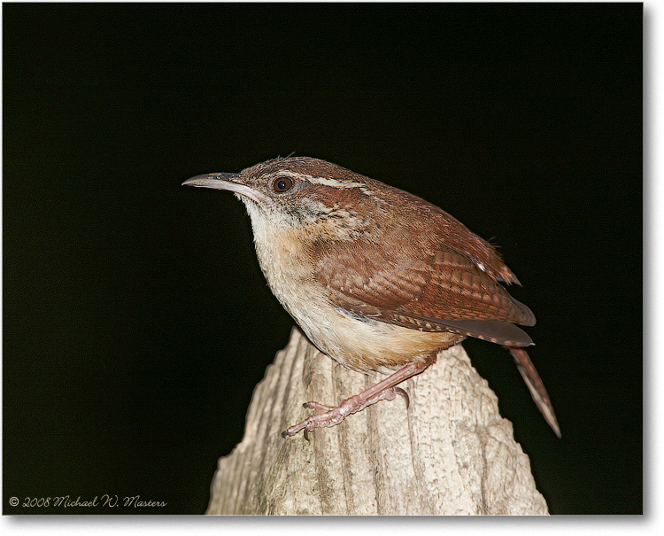 CarolinaWren_June2008_1S3A0284