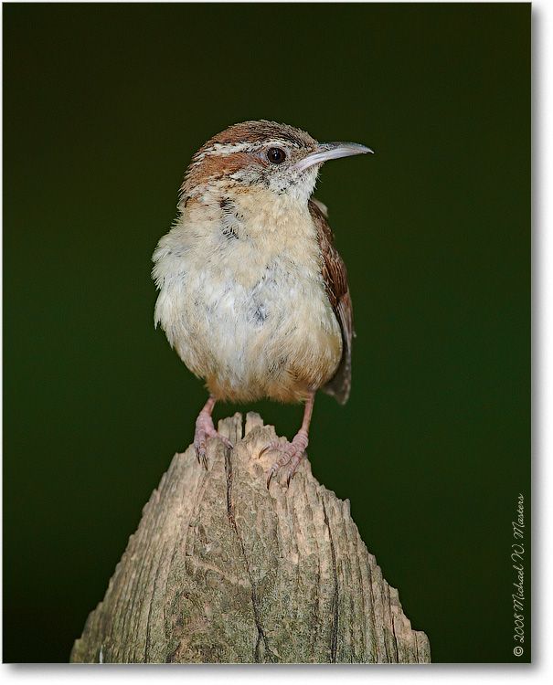 CarolinaWren_June2008_1S3A0554