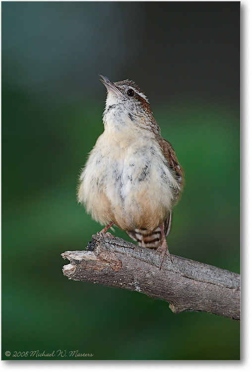 CarolinaWren_May2008-1S3A0235