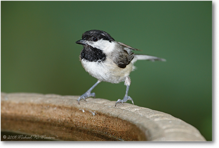 Chickadee_June2008-1S3A0359