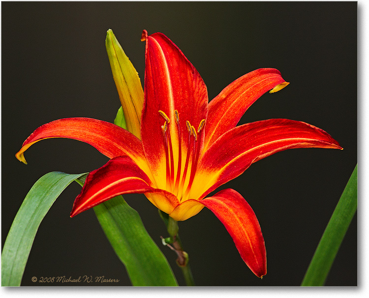 DayLilly_June2008_1S3A0492