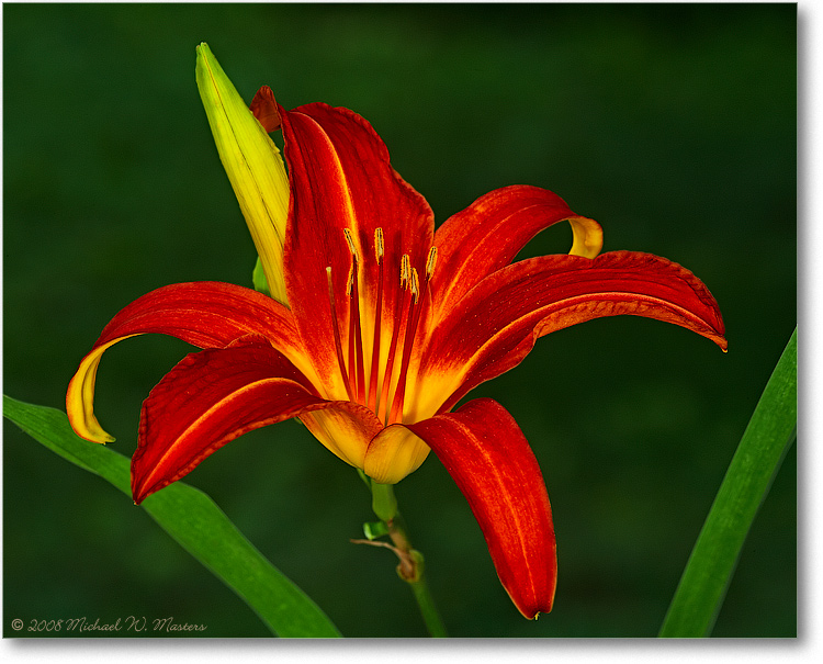 DayLilly_June2008__E0K9119