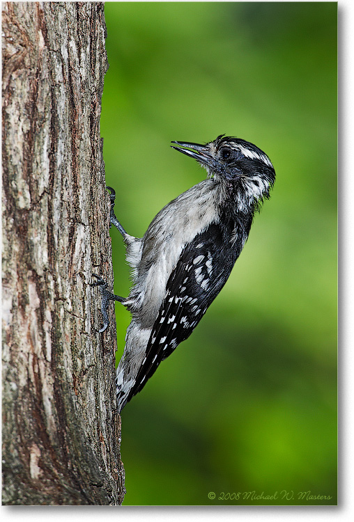 DownyWoodpecker_June2008_1S3A0610