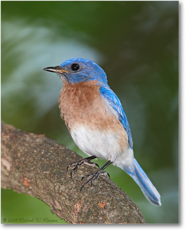 EasternBluebirdMale_May2008-1S3A0210