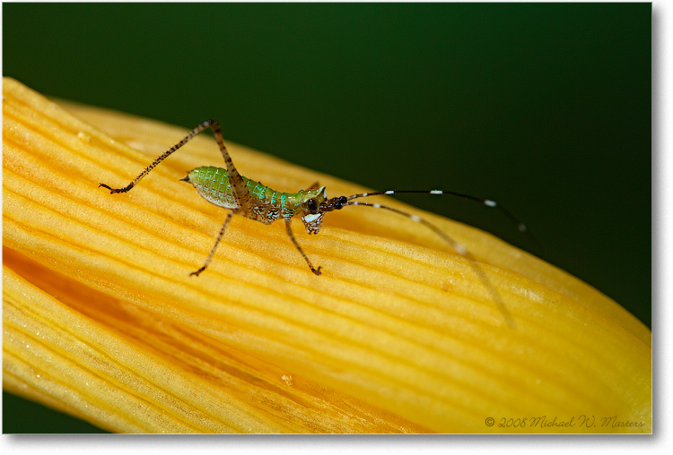 GreenBug_June2008-E0K9059
