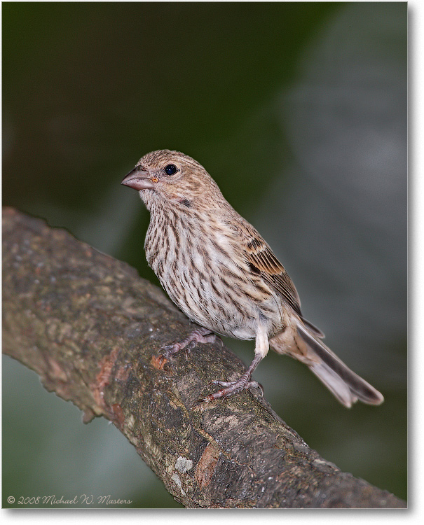 HouseFinchFemale_June2008-1S3A0369