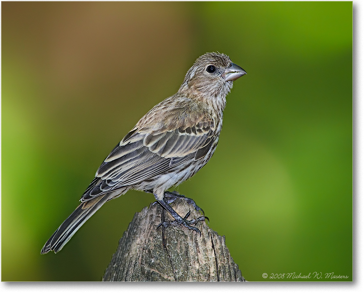 HouseFinchFledgling_June2008_1S3A0532