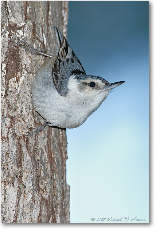Nuthatch_May2008-1S3A0250