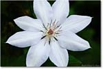 Clemantis-Virginia-2013Spring_S3A6821-copy