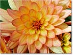 DahliaBloom-Virginia-2013Spring_S3A6688