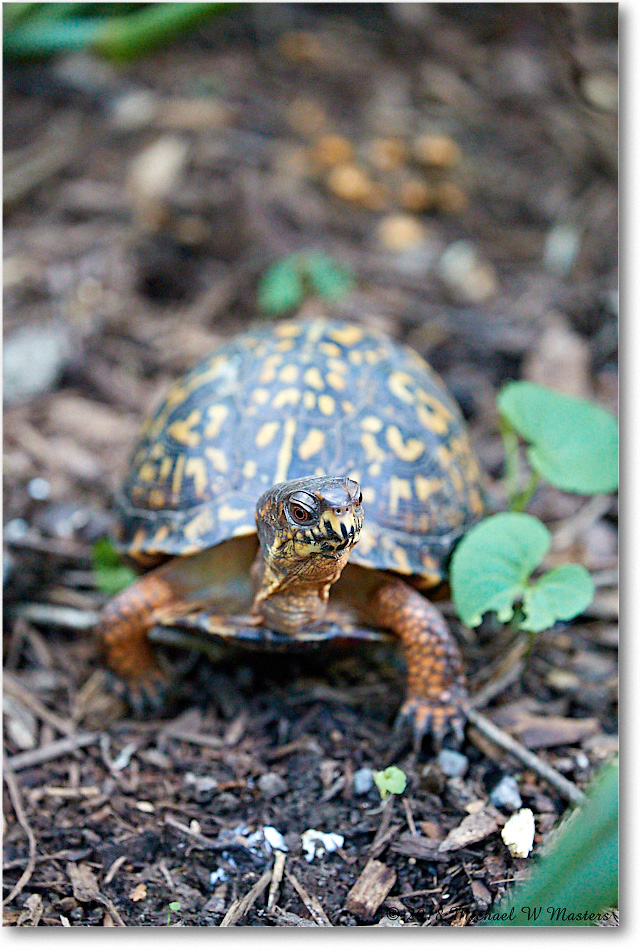 BoxTurtle_Virginia_2018Aug_4DXB5352 copy