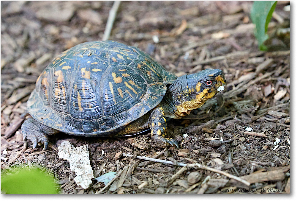 BoxTurtle_Virginia_2018Aug_4DXB5371 copy