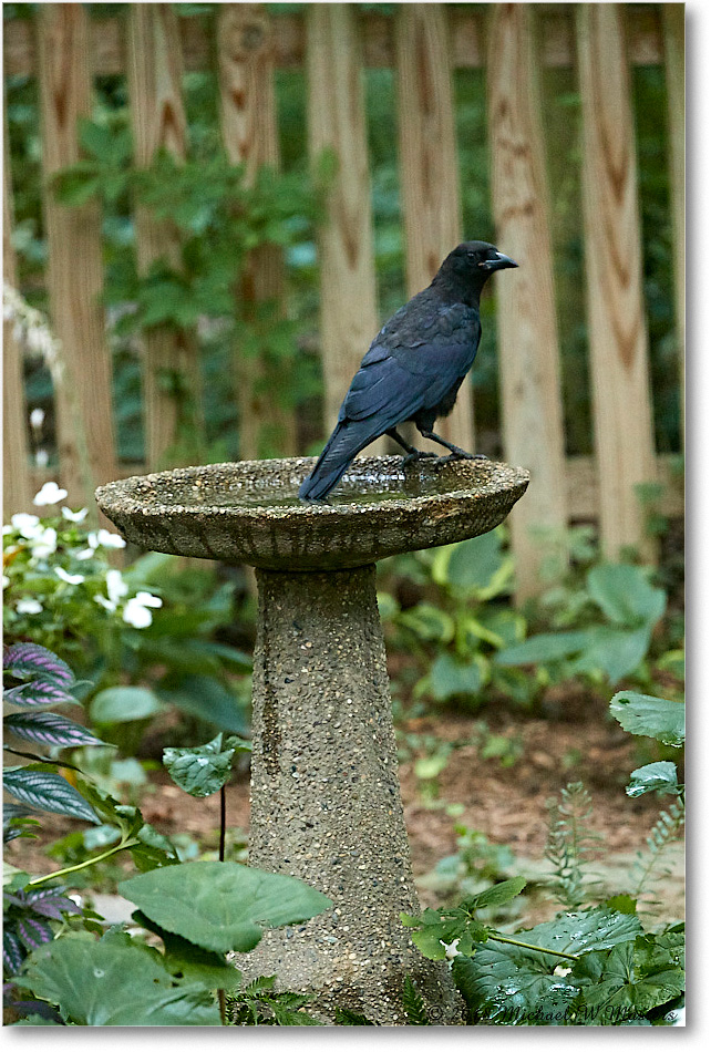Crow_Virginia_2018July_4DXB5337 copy
