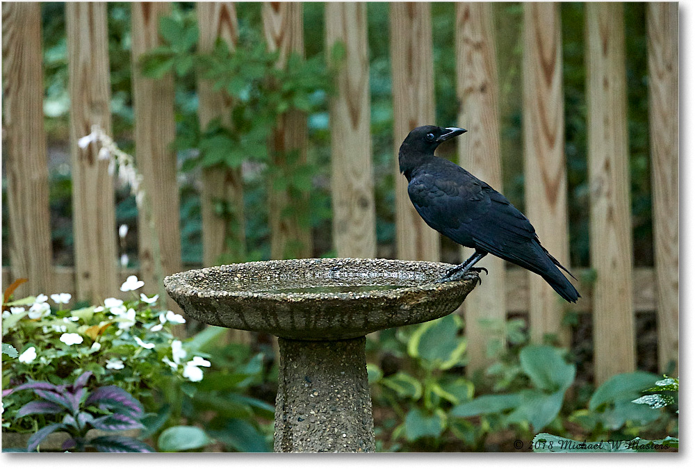 Crow_Virginia_2018July_4DXB5339 copy