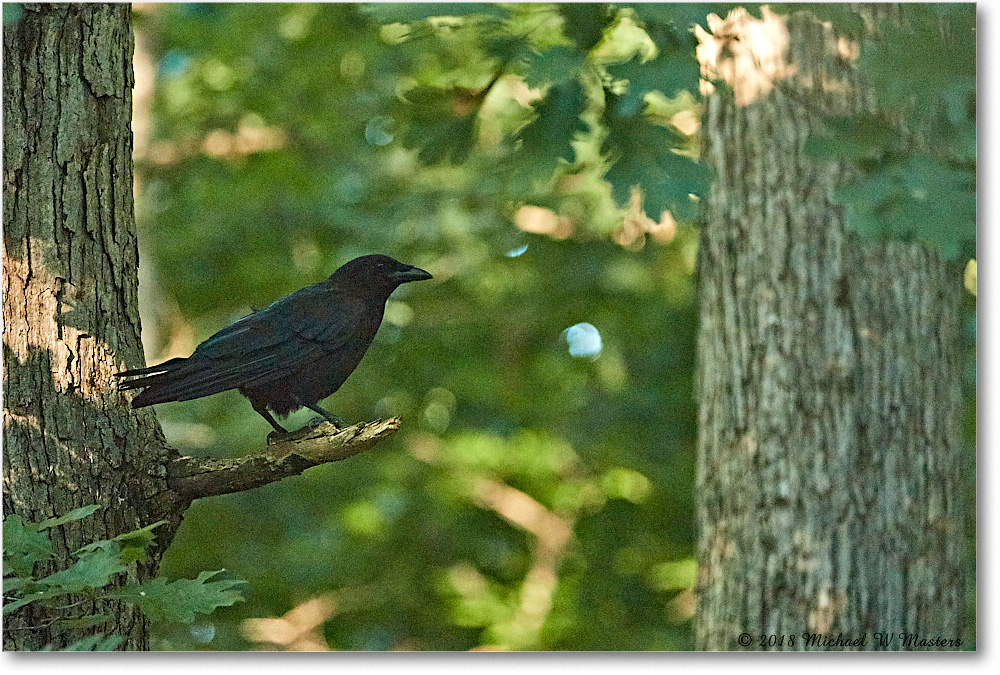 Crow_Virginia_2018July_4DXB5341 copy