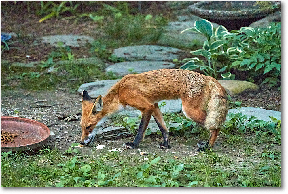 Fox_Virginia_2018May_4DXB5304 copy