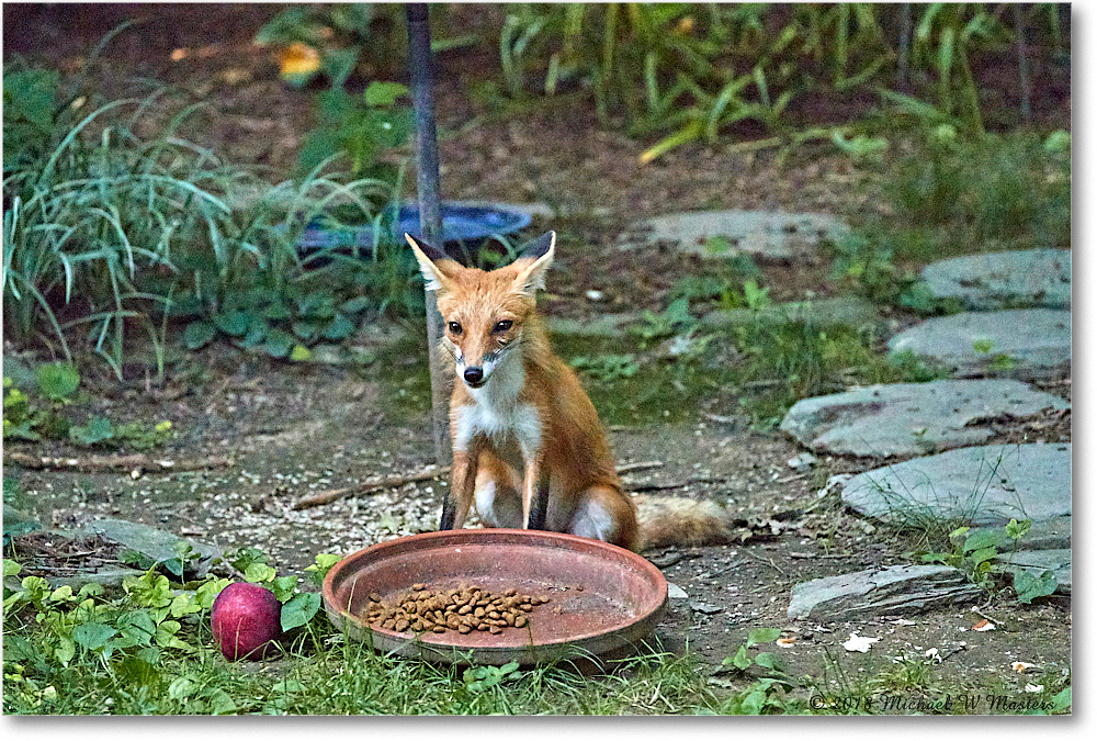 Fox_Virginia_2018May_4DXB5306 copy