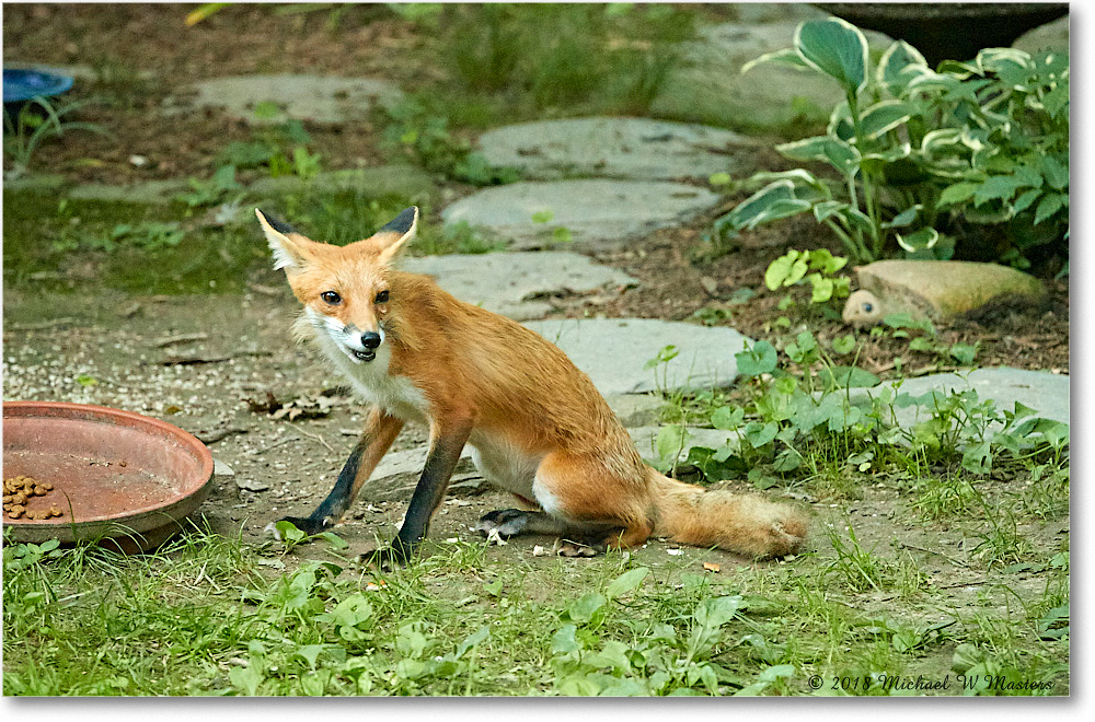 Fox_Virginia_2018May_4DXB5313 copy
