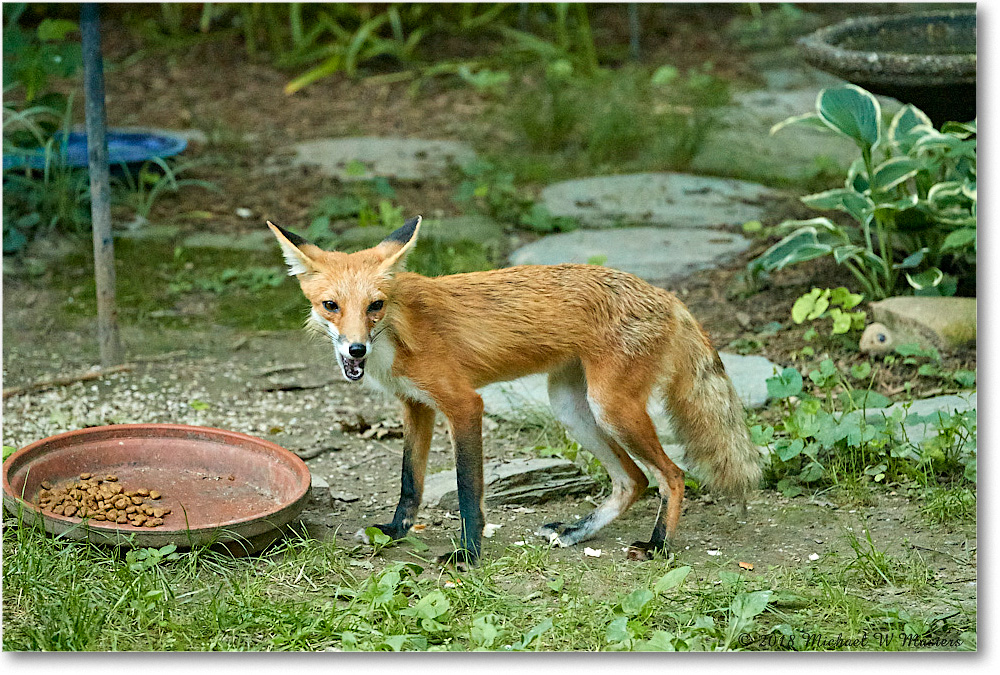 Fox_Virginia_2018May_4DXB5315 copy