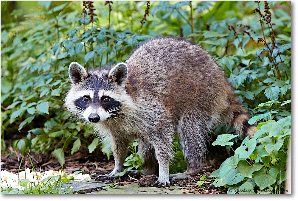 Raccoon_Virginia_2016Jul_4DXA0015 copy