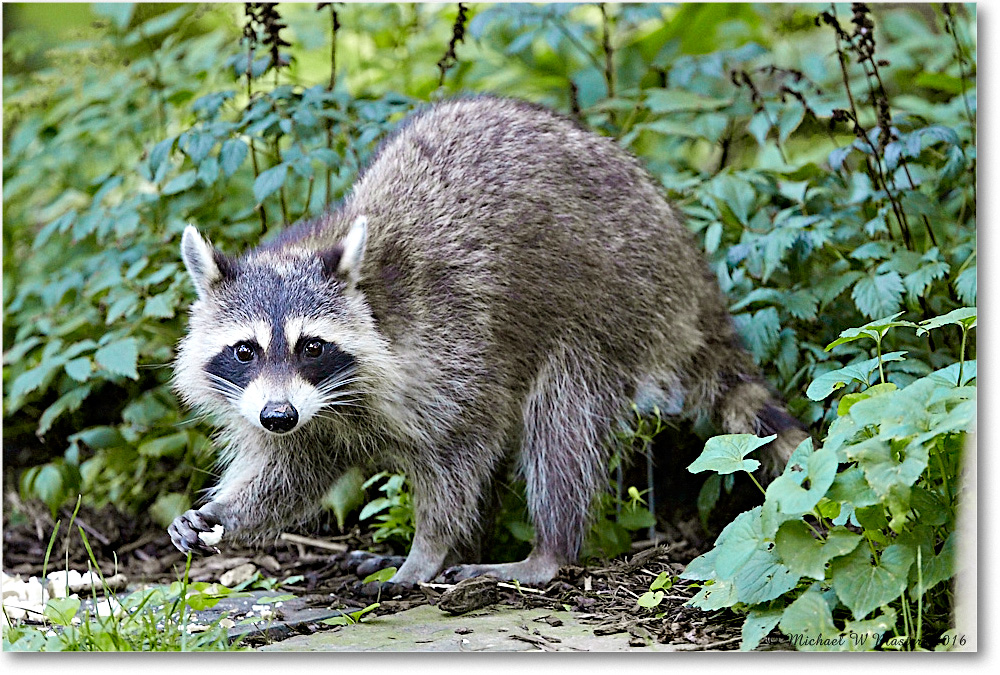 Raccoon_Virginia_2016Jul_4DXA0040 copy