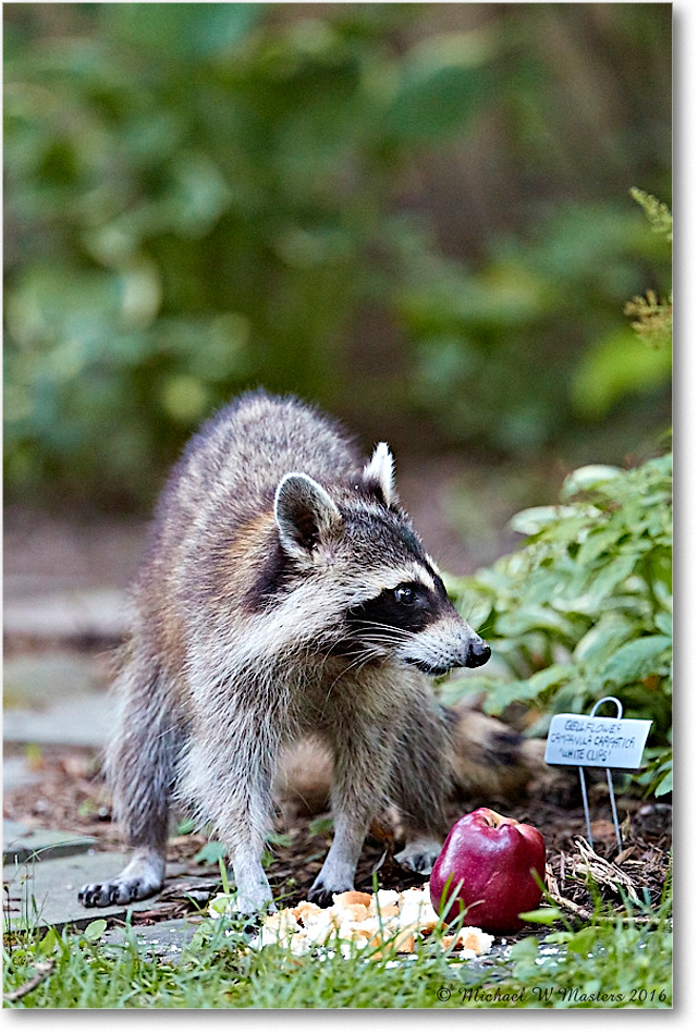 Raccoon_Virginia_2016Jul_4DXA0067 copy