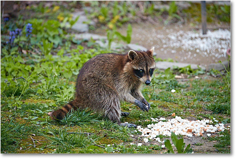 Raccoon_Virginia_2018Apr_4DXB4620 copy
