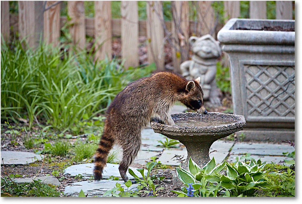Raccoon_Virginia_2018Apr_4DXB4622 copy