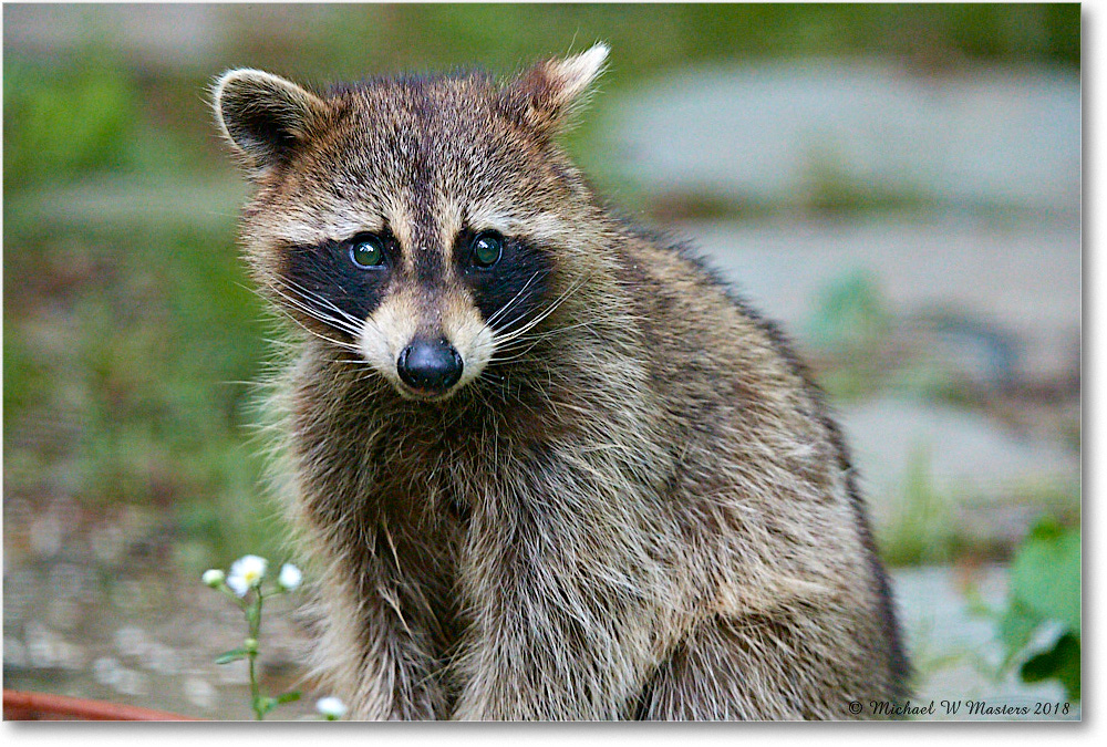 Raccoon_Virginia_2018May_3DXA0040 copy