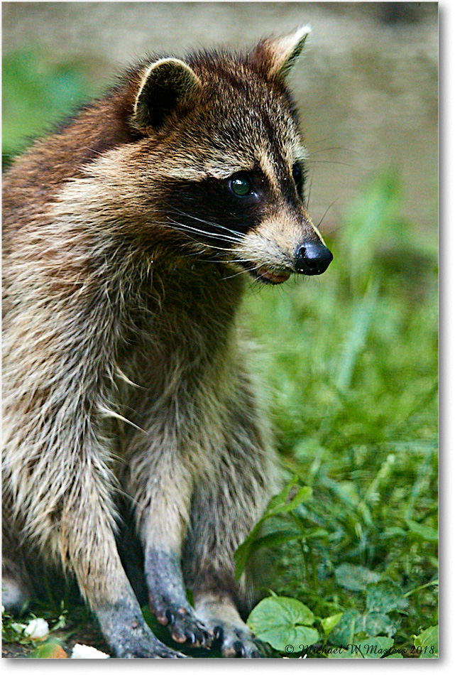 Raccoon_Virginia_2018May_3DXA0041 copy