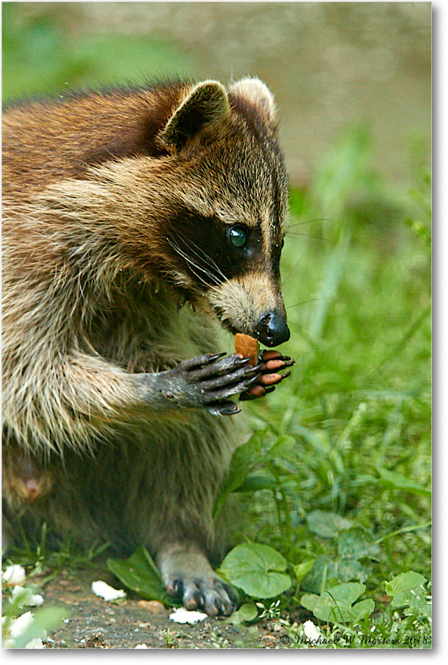 Raccoon_Virginia_2018May_3DXA0044 copy