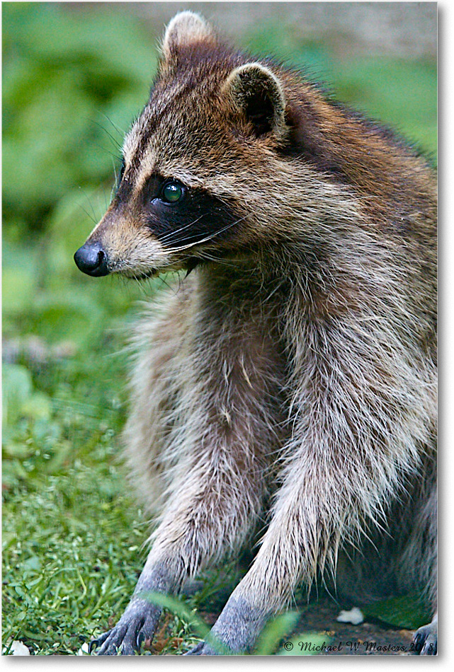 Raccoon_Virginia_2018May_3DXA0045 copy