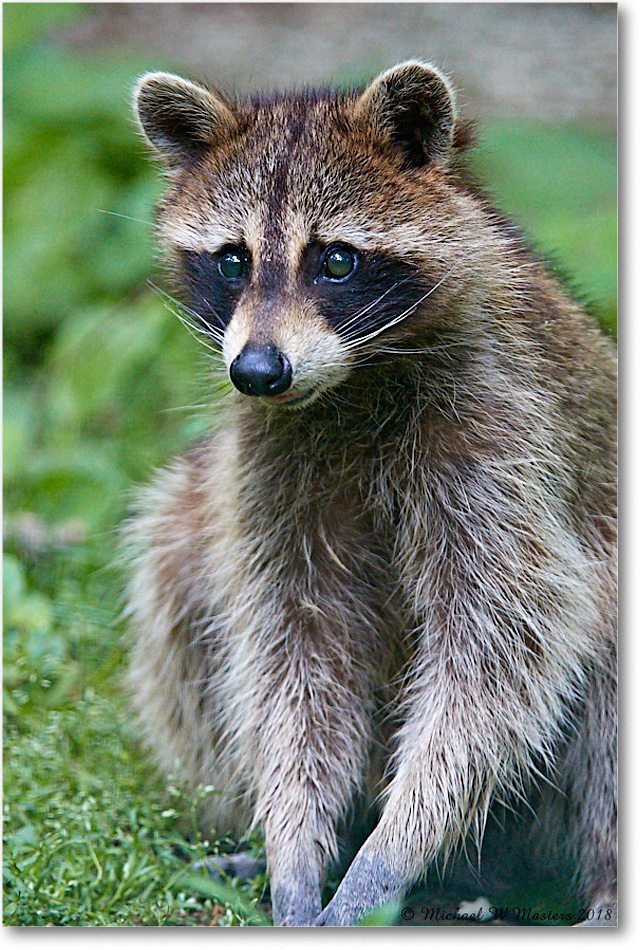 Raccoon_Virginia_2018May_3DXA0048 copy