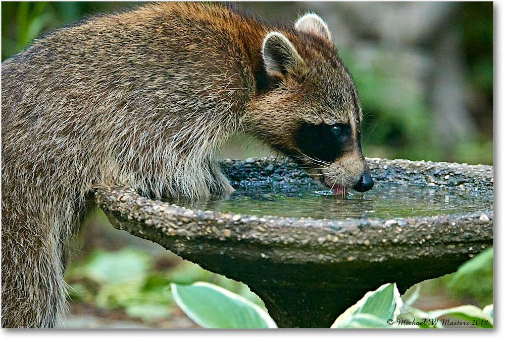 Raccoon_Virginia_2018May_3DXA0057 copy