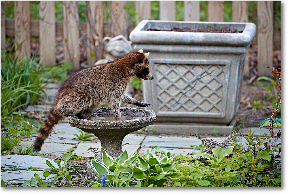 Raccoon_Virginia_2018May_4DXB4625 copy