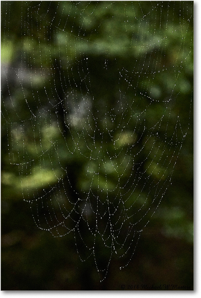 SpiderWeb_Virginia_2018Sept_4DXB5616 copy