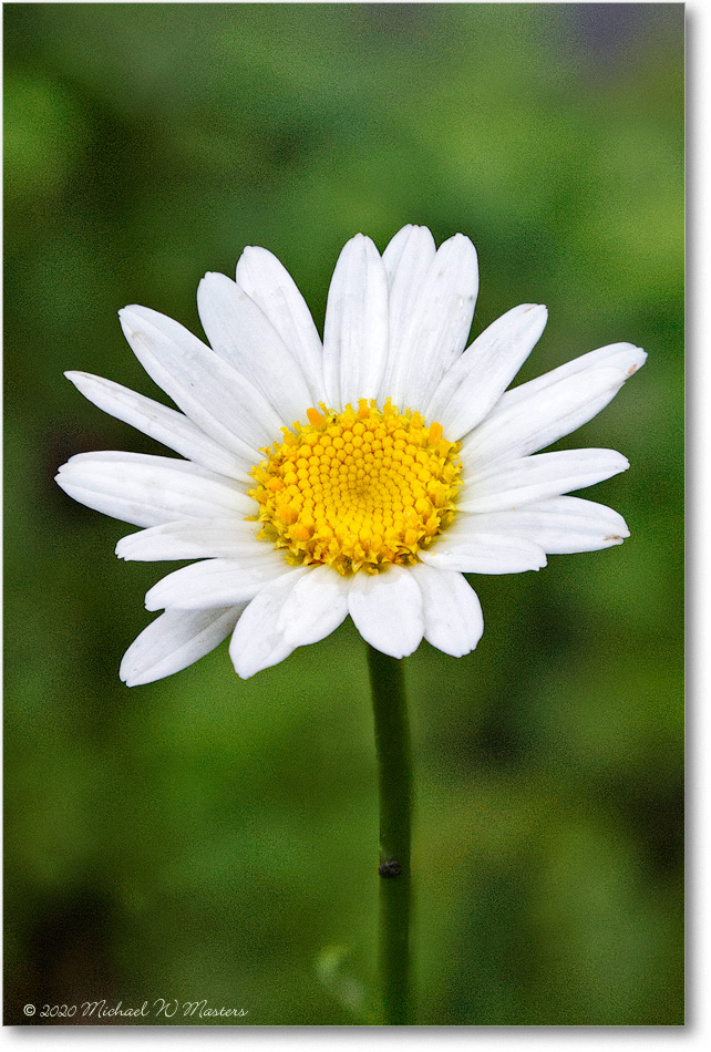 Daisy_Virginia_2020Aug_R5A00299-306-FocusBr