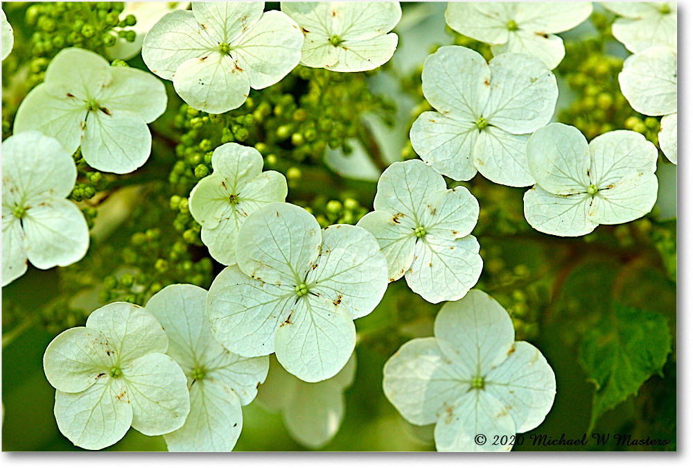OakLeafHydrangea_Virginia_2020May_5D4A2512 copy