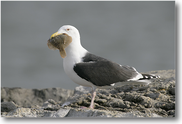 BlackBackGull-BarnegatNJ-2005Jan_E0K0489