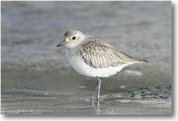BlackBellyPlover-BarnegatNJ-2005Jan_E0K0580