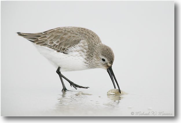 Dunlin-BarnegatNJ-2005Jan_E0K1016