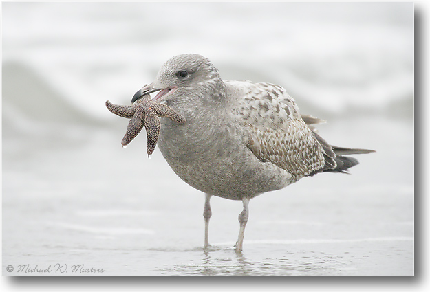 GullStarfish-BarnegatNJ-2005Jan