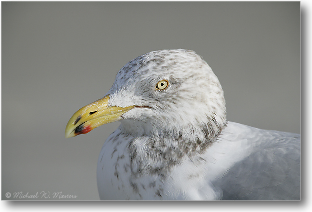 HerringGull-BarnegatNJ-2005Jan_E0K0491