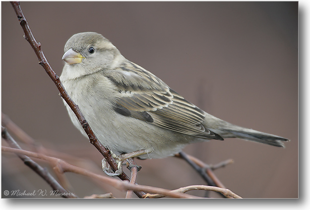HouseSparrow-BarnegatNJ-2005Jan_E0K0646