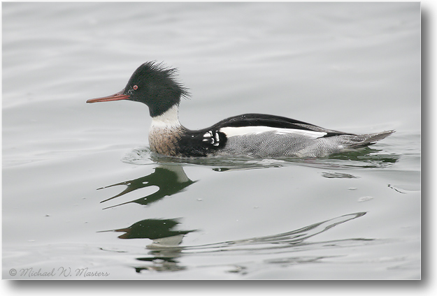 Merganser-BarnegatNJ-2005Jan_E0K0702