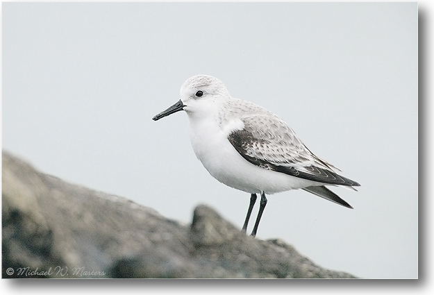 Sanderling-BarnegatNJ-2005Jan_E0K0809